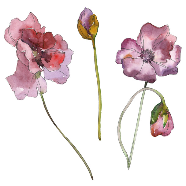 Purple red poppy floral botanical flower. Wild spring leaf isolated. Watercolor background illustration set. Watercolour drawing fashion aquarelle isolated. Isolated poppies illustration element. - 写真・画像