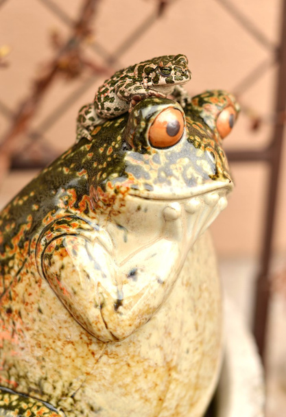funny frog - Photo, Image