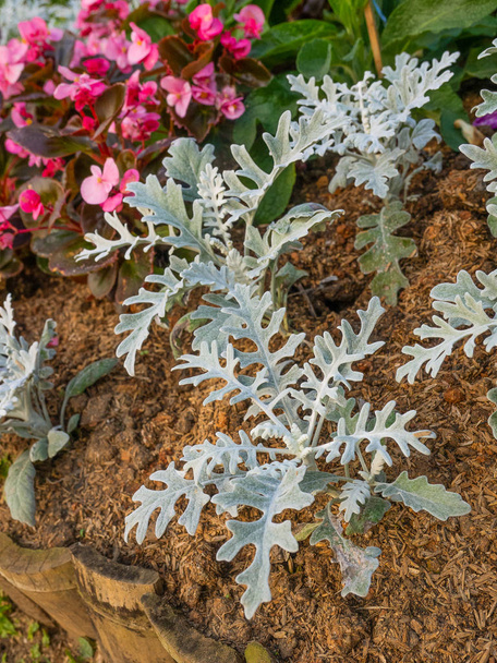 Jacobeae maritima, Silver Ragwort or Dusty Miller, silver leaved plant
. - Фото, изображение
