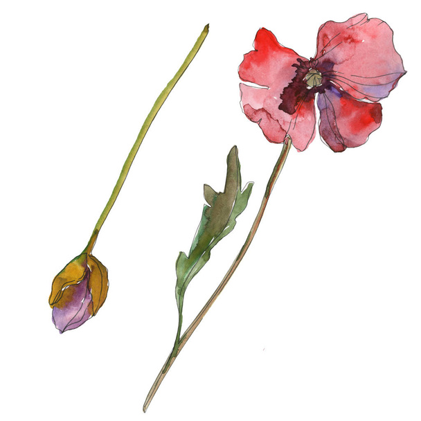 Purple red poppy floral botanical flower. Wild spring leaf isolated. Watercolor background illustration set. Watercolour drawing fashion aquarelle isolated. Isolated poppies illustration element. - Photo, image