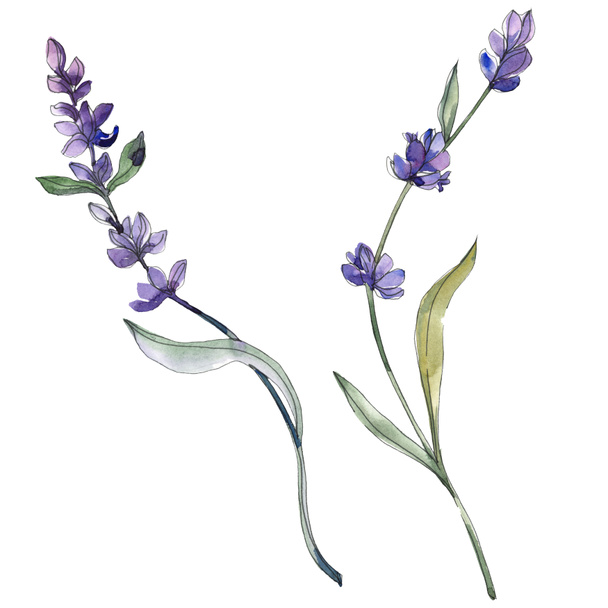 Purple isolated  lavender flowers. Watercolor illustration elements. - Φωτογραφία, εικόνα