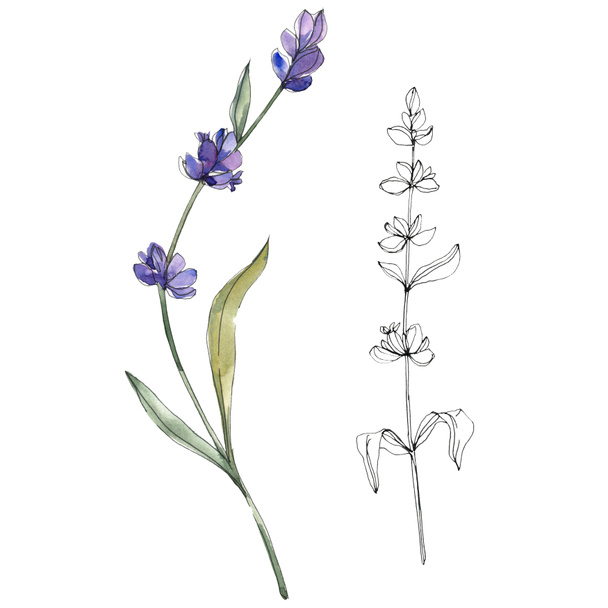Purple isolated  lavender flowers. Watercolor illustration elements. - Foto, Bild