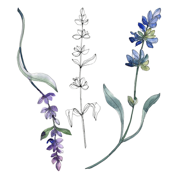 Purple isolated  lavender flowers. Watercolor illustration elements. - Foto, imagen