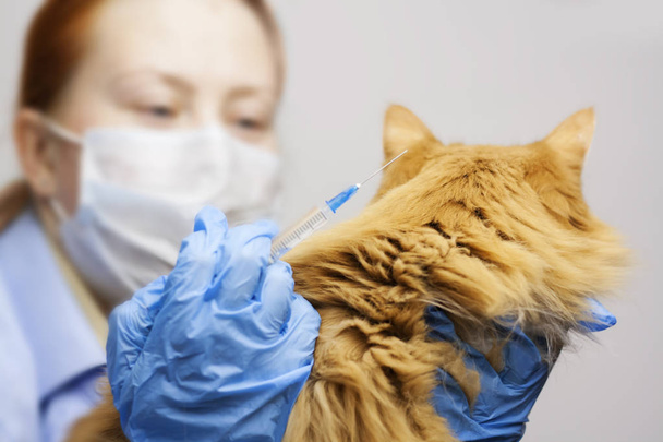 A veterinarian makes an injection of a vaccine to a pet cat. - Foto, Bild