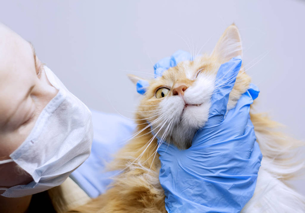 Hayvan hastalıklarıyla ilgili bilim: bir kedi bir veteriner inceliyor. - Fotoğraf, Görsel