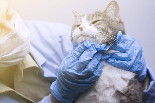 Onderwerp van de diergeneeskunde: dierenarts onderzoekt een kat. - Foto, afbeelding