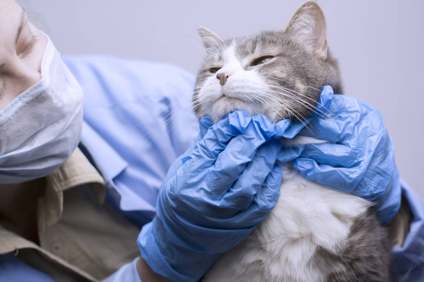 Ветеринарная тема: ветеринар осматривает кошку
. - Фото, изображение