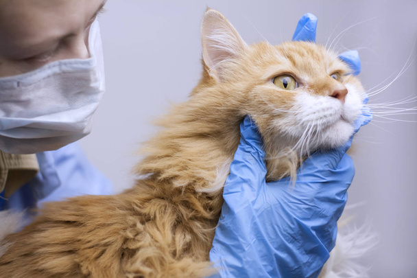 Veterinární vědy téma: vet zkoumá kočka. - Fotografie, Obrázek