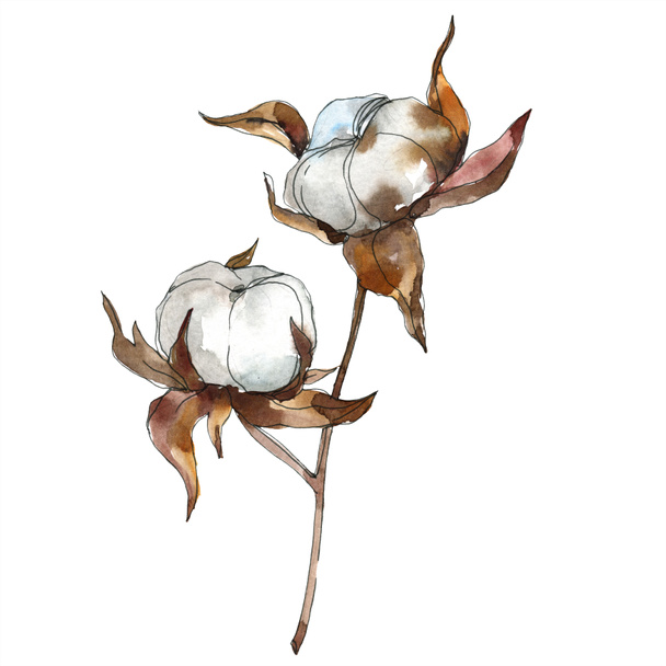 Cotton floral botanical flower. Watercolor background illustration set. Watercolour drawing fashion aquarelle isolated. Isolated cotton illustration element. - Photo, image