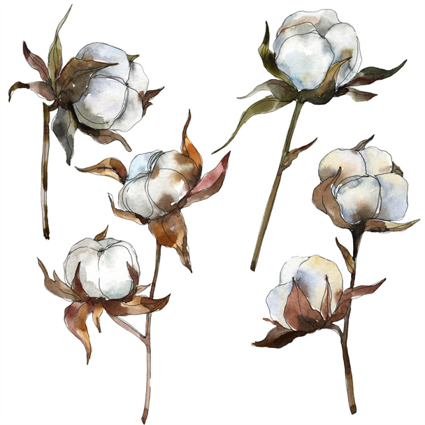 Cotton floral botanical flower. Watercolor background illustration set. Watercolour drawing fashion aquarelle isolated. Isolated cotton illustration element. - Photo, Image