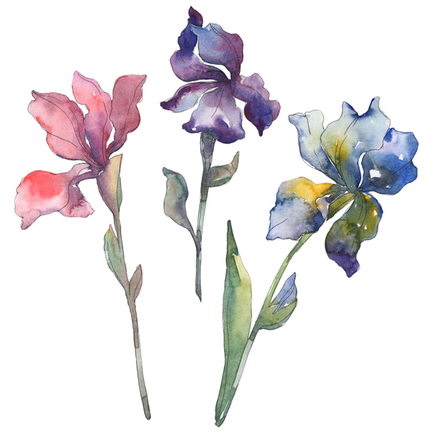 Κόκκινο, μπλε και μοβ ίριδες. Floral βοτανικό λουλούδι. Άγρια άνοιξη φύλλων απομονωμένη. Ακουαρέλα φόντο εικόνα σύνολο. Ακουαρέλα σχεδίασης μόδας ακουαρέλα. Απομονωμένη ίριδας εικονογράφηση στοιχείο. - Φωτογραφία, εικόνα
