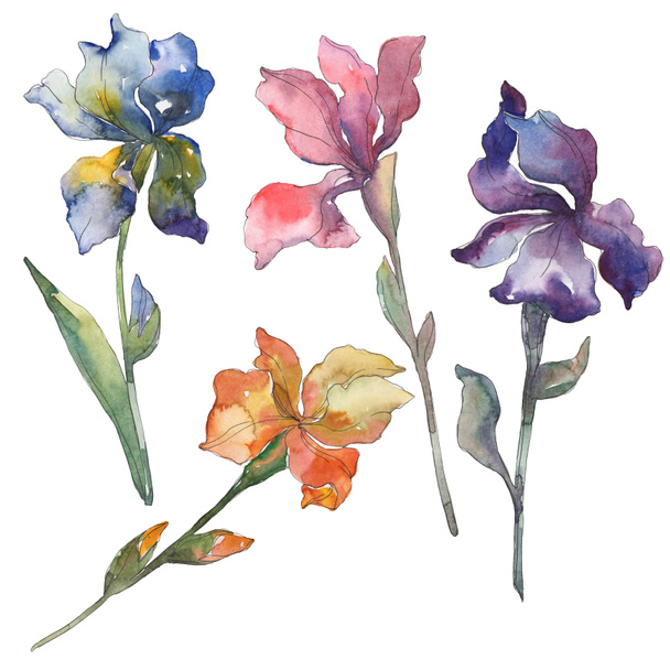 Purple, red, orange and blue irises. Floral botanical flower. Wild spring leaf isolated. Watercolor background set. Watercolour drawing fashion aquarelle. Isolated iris illustration element. - Zdjęcie, obraz