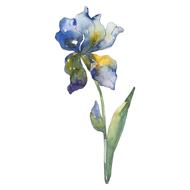 Blue iris. Floral botanical flower. Wild spring leaf wildflower isolated. Watercolor background illustration set. Watercolour drawing fashion aquarelle isolated. Isolated iris illustration element. - 写真・画像