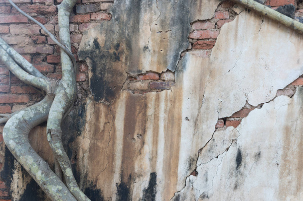 Korzeń drzewa na starej złamanej białej ścianie z ułożeniem czerwonej cegły. - Zdjęcie, obraz