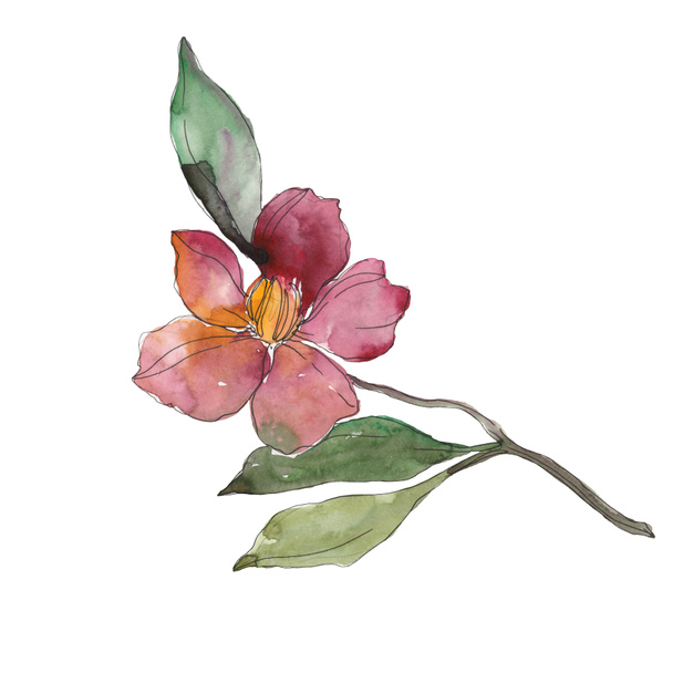 Red and purple camellia isolated on white. Watercolor background illustration element. - Valokuva, kuva