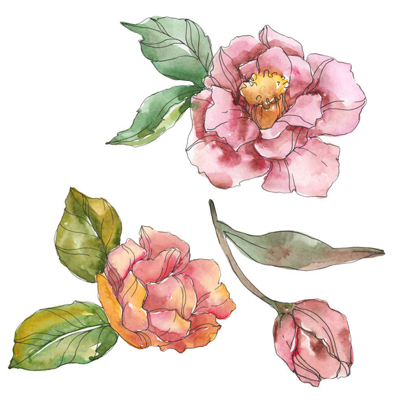 Red and purple camellia isolated on white. Watercolor background illustration element. - 写真・画像