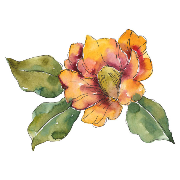 Isolated orange camellia flower with green leaves. Watercolor illustration.  - Photo, Image