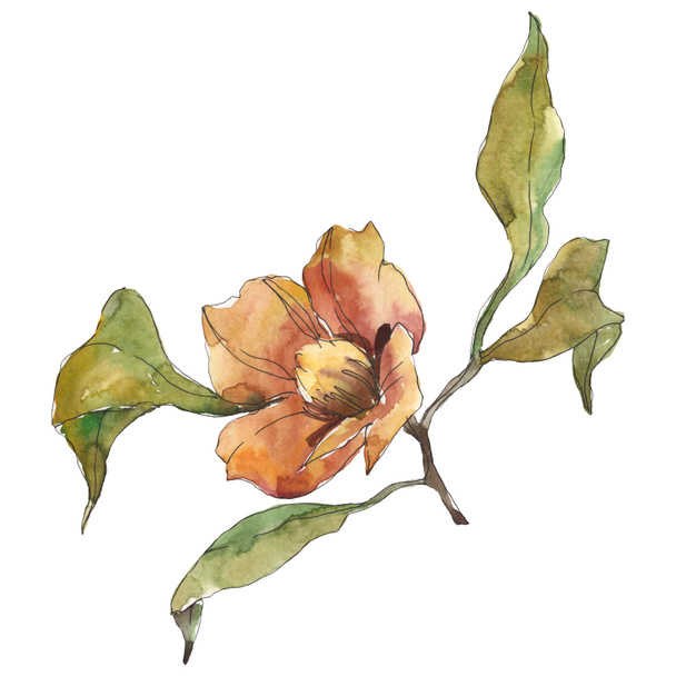 Isolated orange camellia flower with green leaves. Watercolor illustration.  - 写真・画像