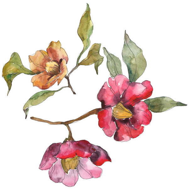 Geïsoleerde camellia van de oranje en rode bloemen met groene bladeren. Aquarel illustratie set.  - Foto, afbeelding