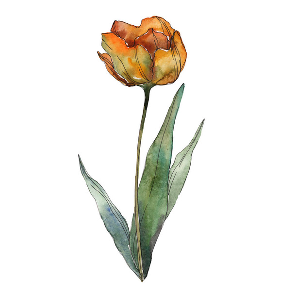 Orange isolated poppy with leaf. Watercolor illustration element. - Valokuva, kuva