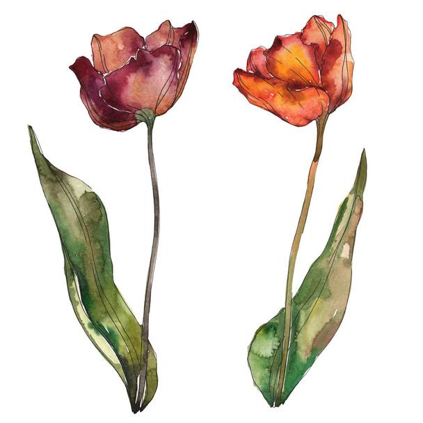 Burgundy and orange isolated poppies with leaves. Watercolor illustration elements. - 写真・画像