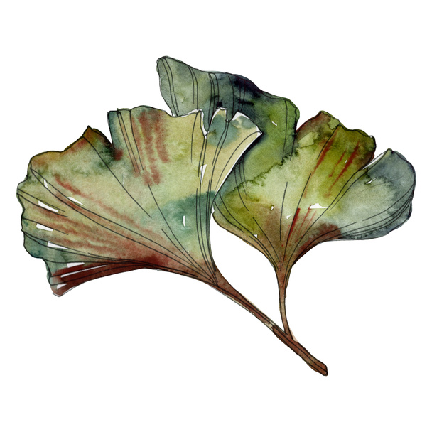 Green ginkgo biloba isolated leaves. Watercolor background illustration set.  - Photo, Image