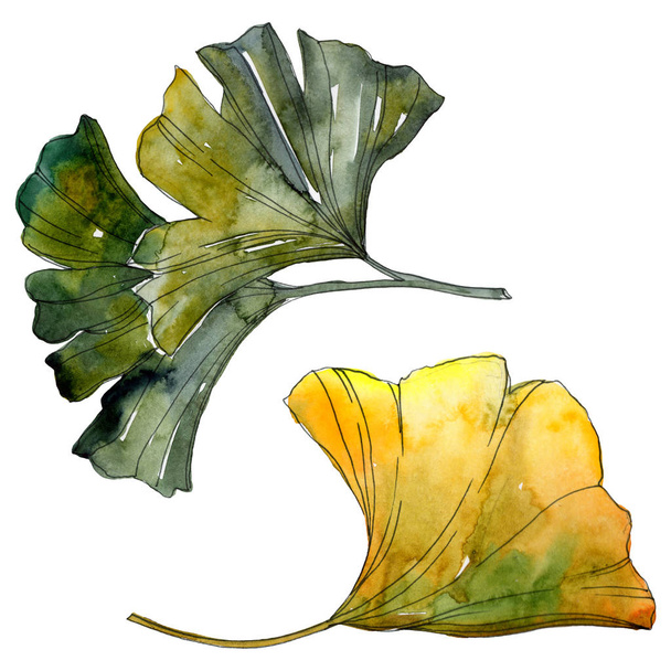 Yellow and green ginkgo biloba isolated leaves. Watercolor background illustration set.  - Foto, Imagem