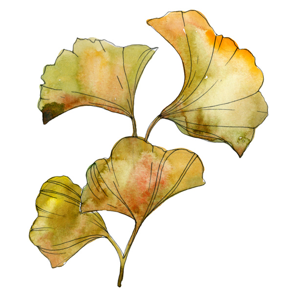 Folhas isoladas de ginkgo biloba amarelo e verde. Conjunto de ilustração de fundo aquarela
.  - Foto, Imagem