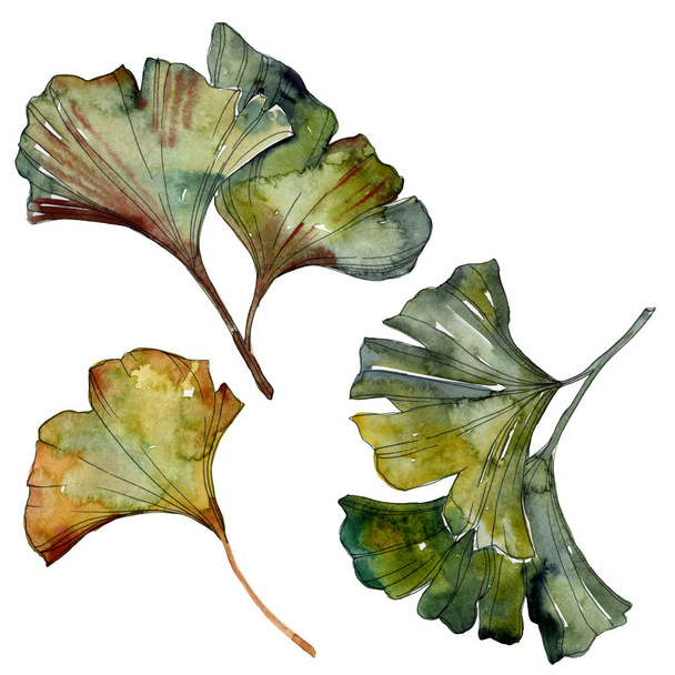Yellow and green ginkgo biloba isolated leaves. Watercolor background illustration set.  - Fotoğraf, Görsel