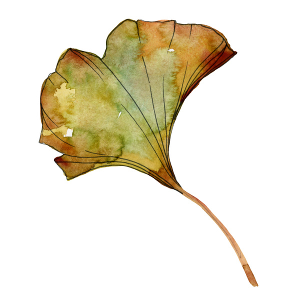 Yellow and green ginkgo biloba isolated leaves. Watercolor background illustration set.  - Fotó, kép