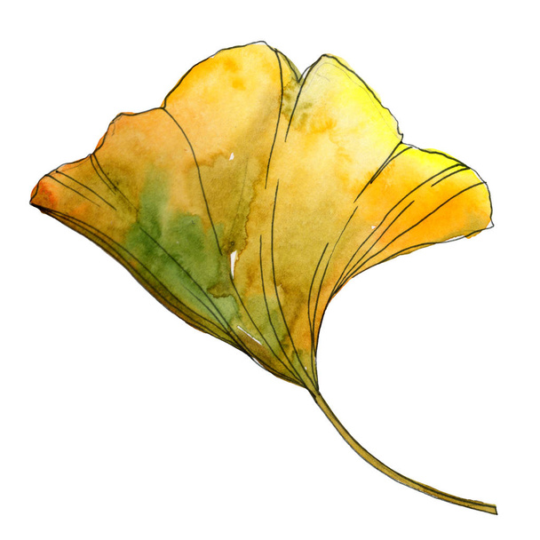 Yellow and green ginkgo biloba isolated leaf. Watercolor background illustration. - Photo, image