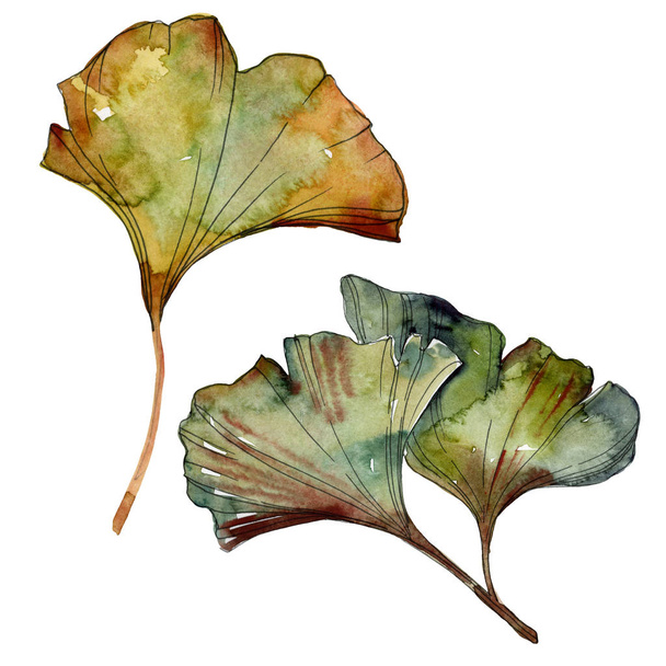 Yellow and green ginkgo biloba isolated leaves. Watercolor background illustration set.  - Valokuva, kuva