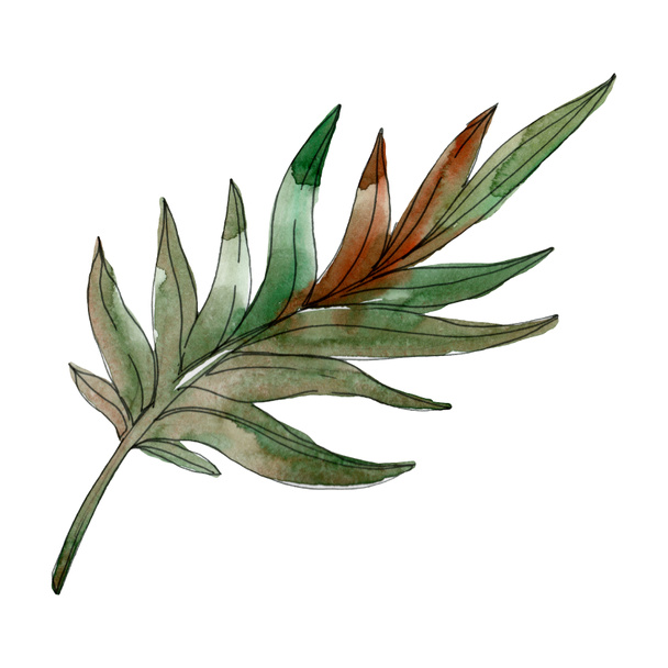 Exotic tropical isolated green palm leaf. Watercolor drawn illustration element.  - Foto, imagen