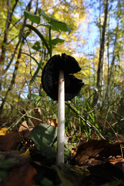 Magpie Inkcap na floresta de outono - tiro detalhado com vista abaixo do chapéu de cogumelo
 - Foto, Imagem