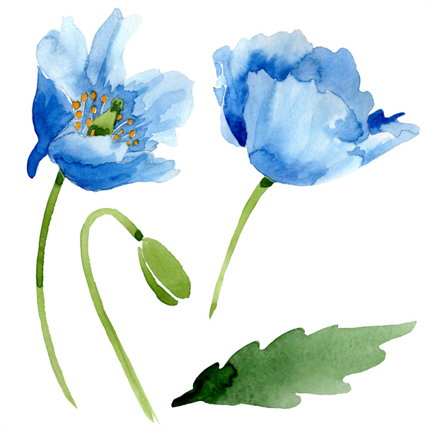 Blue poppies with leaf watercolor illustration with isolated on white - Fotografie, Obrázek