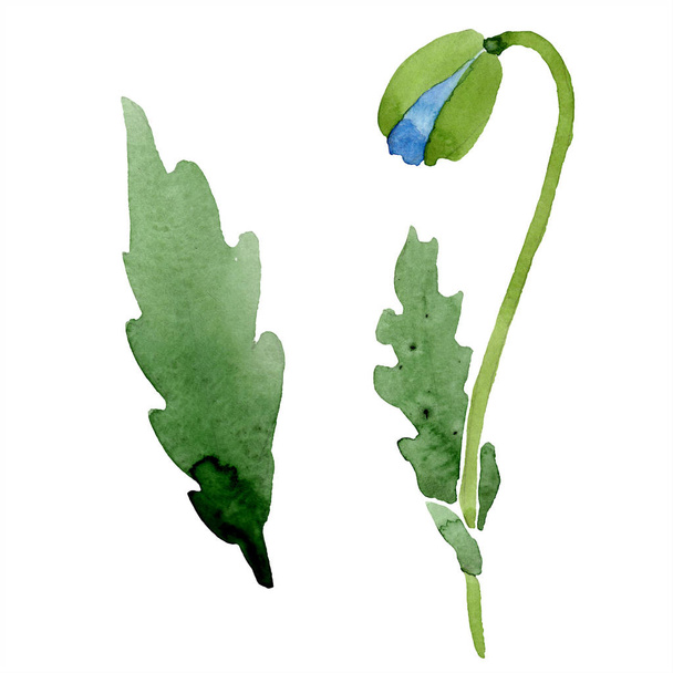 Blue poppy bud with leaves isolated on white. Watercolor illustration. - Valokuva, kuva