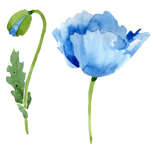 Blue poppy, leaf and bud isolated on white. Watercolor illustration set.  - Photo, Image