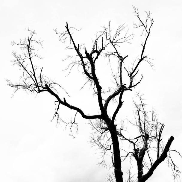 mustavalkoiset lehtipuut, joissa oksat
 - Valokuva, kuva