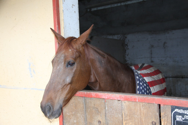 άλογο πριν από τον αγώνα στο hippodrome - Φωτογραφία, εικόνα