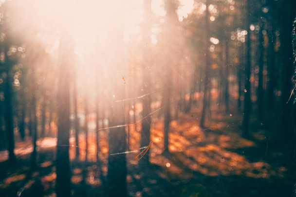 Backround rozmycie bokeh z letnich sosnowego lasu i spider web - Zdjęcie, obraz