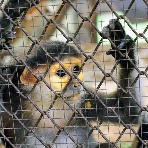 Macaco triste em uma jaula
 - Foto, Imagem