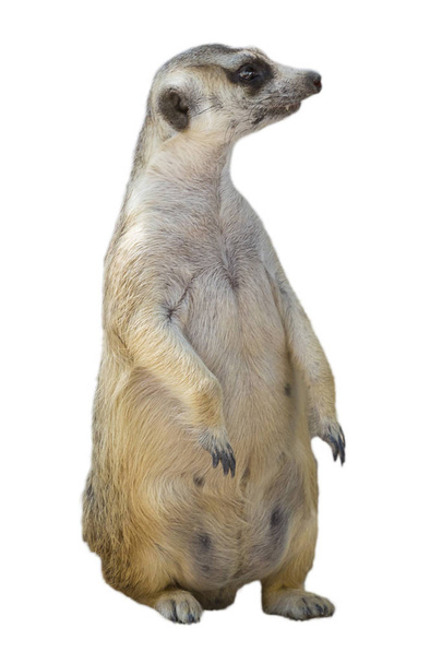 Muotokuva Meerkat Suricata suricatta, Afrikkalainen syntyperäinen eläin
 - Valokuva, kuva