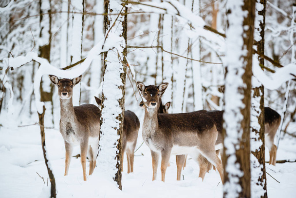 A téli erdő női dámvad csoportja - Fotó, kép