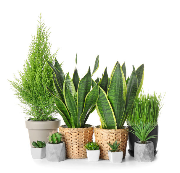 Different houseplants on white background - Photo, Image