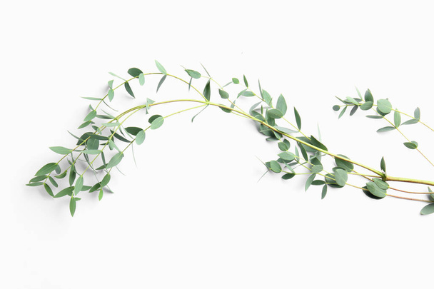 Branch of tropical plant on white background - Foto, Imagen