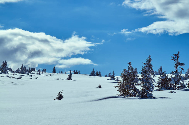Schneebedeckte Fichten im Winter in den riesigen Bergen in Polen - Foto, Bild