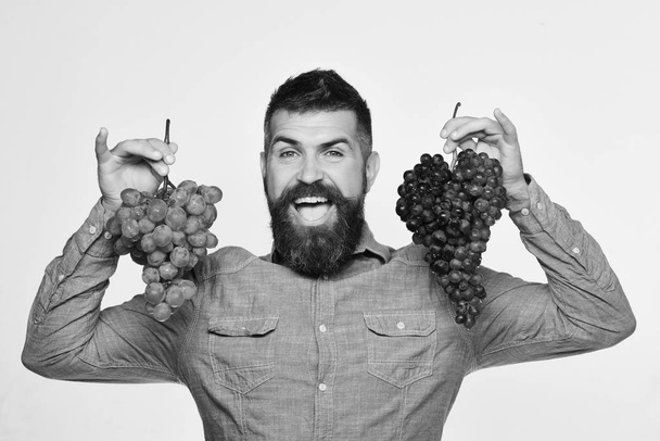 Farmer shows his harvest. Winegrower with cheerful face holds grapes - Φωτογραφία, εικόνα