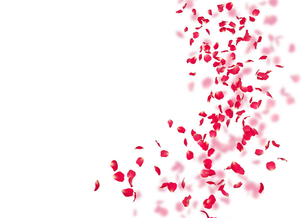 Пелюстки червоної троянди летять далеко вдалину. Білий ізольований фон. На розмитому тлі пелюсток троянд
 - Фото, зображення
