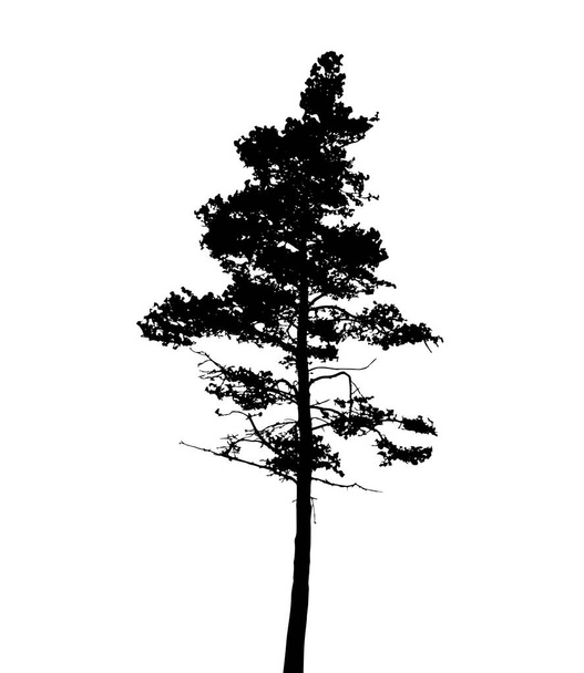 boom silhouet geïsoleerd op witte achtergrond - Vector, afbeelding