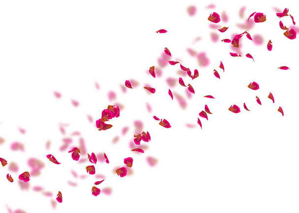 De bloemblaadjes van een rode roos vliegen ver in de verte. Wit geïsoleerd achtergrond. Op een onscherpe achtergrond van rozenblaadjes - Foto, afbeelding